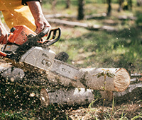 Tree Cutting Image