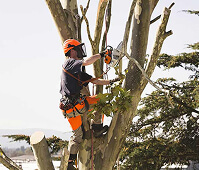 Tree Cutting Image
