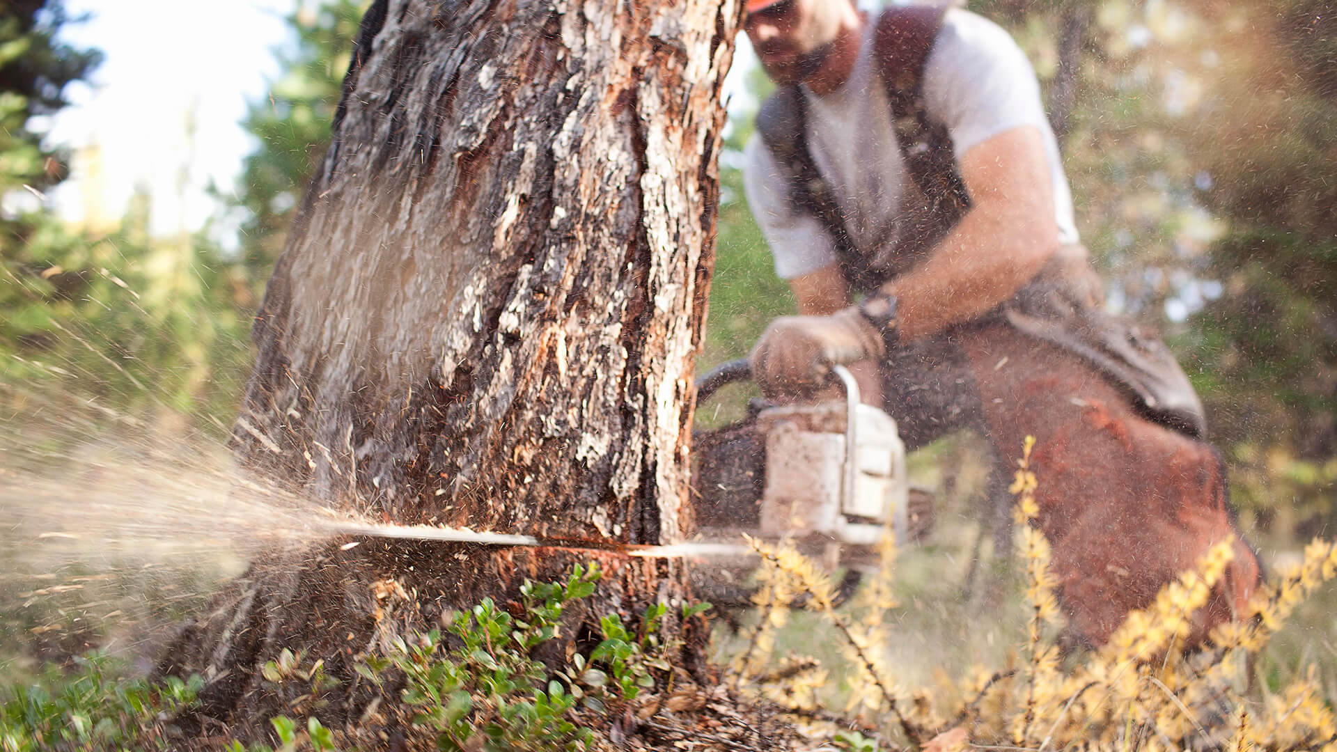 Emergency Tree Services: What to Do When a Tree Falls
